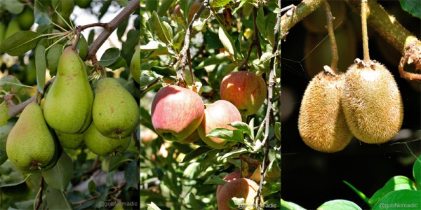 Ready to be plucked fruits: Golden apple, Red apple and Kiwi