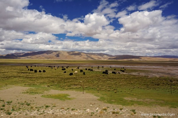 The highway passed through a prime wild yak country