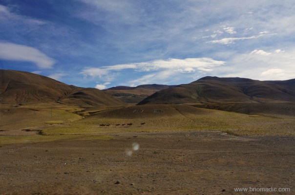 The second of the numerous herds of Wild Asses we came across in Tibet