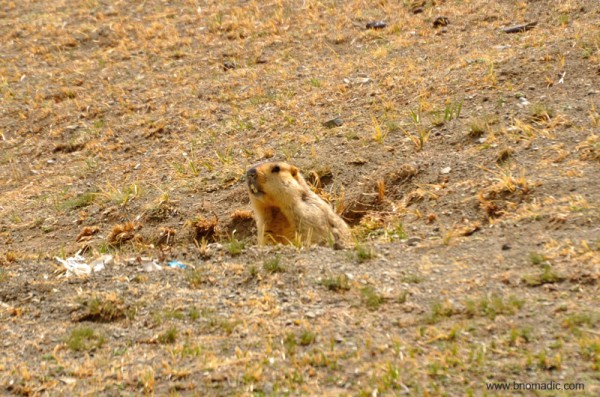 Himalayan marmot