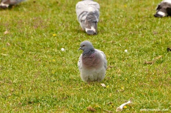 A Hill Pigeon