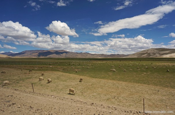 Greener Pastures!; near Saga