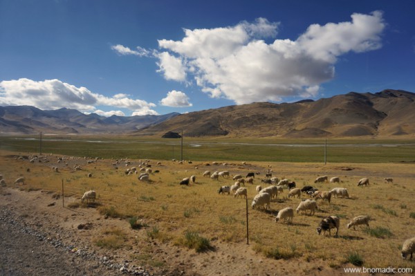 Occasional shrubbery; feast for sheep