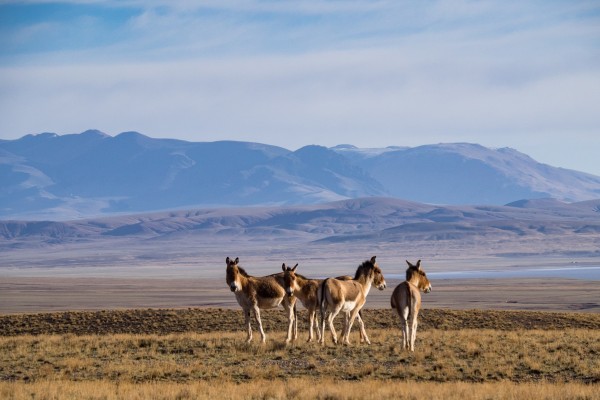 Some more Wild Asses, Kiangs on the Tibetan plateau. Photo by Rita Willaert
