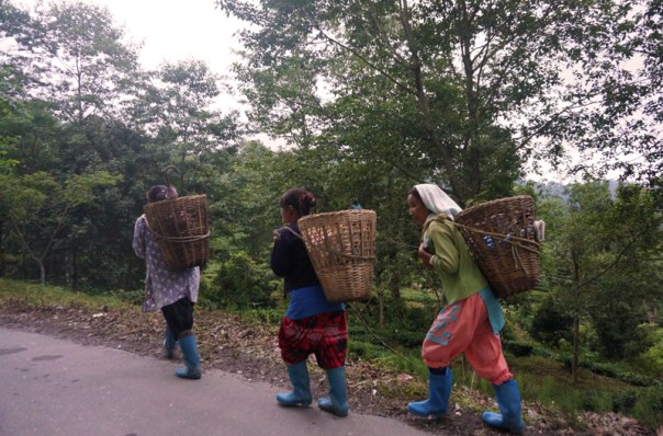 Tea plantation workers with their cane baskets