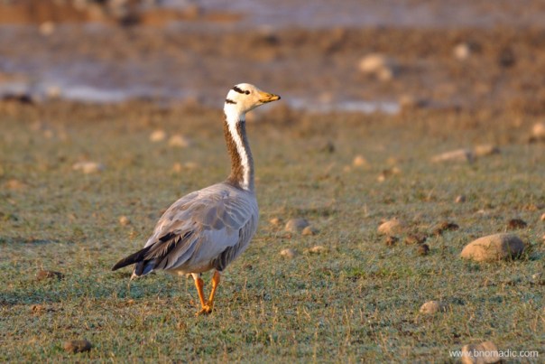 Bar-headed Goose, a hardy bird that has been observed flying above Everest
