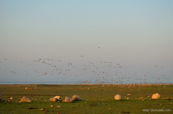 Just in time; Morning at Pong flats