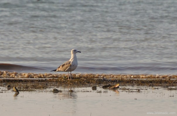 A Caspian Gull; The Caspian gull breeds around the Black and Caspian Seas, extending eastwards across Central Asia to north-west China.