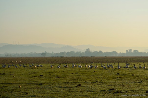 View towards Nagrota with Shivaliks in the backdrop; A gaggle of Geese marching towards the fields.