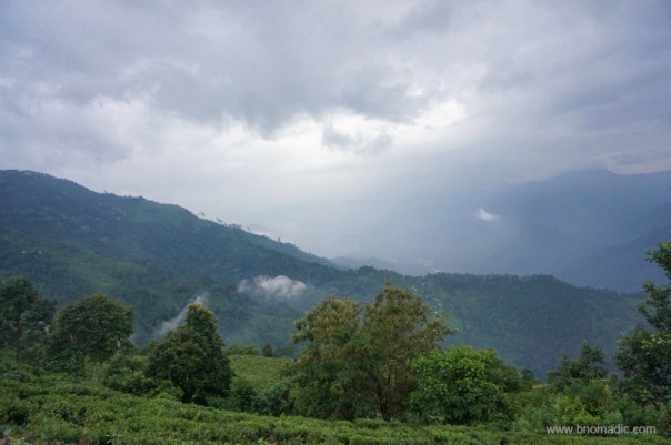 The Tea Estates of Darjeeling