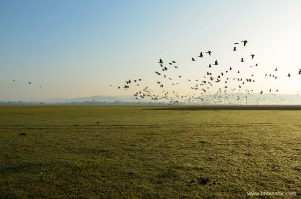 Over the years, the Pong wetland has become the largest single congregation destination for Bar-headed Geese not only in India but also in the world.