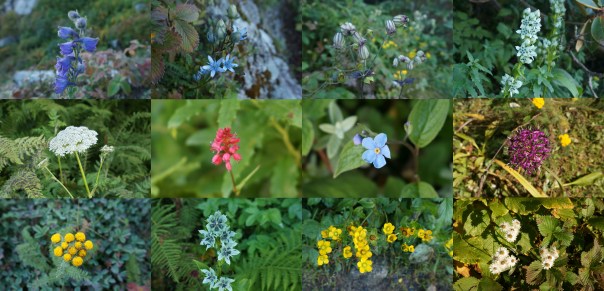 After teesri, the trail is carpeted with variety of Himalayan wildflowers