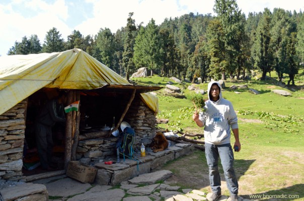 Aman holding a branch of a Himalayan shrub that has a strong natural fragrance