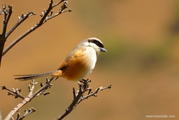 Long-tailed Shrike