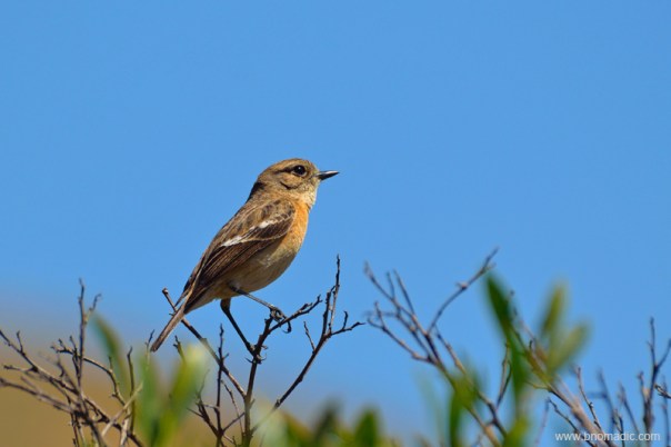 A Siberian Stonechat